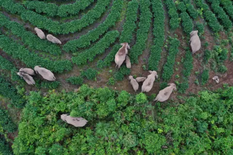 Wang Zhengpeng / VCG via Getty Images An aerial view of a herd of wild Asian elephants strolling through a village at Ning'er Hani and Yi Autonomous County in Pu'er, Yunnan Province of China, 7 August 2021