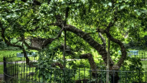 Martyn Smyth John Evelyn's Mulberry Tree