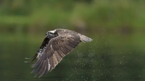 Andrew Mason Osprey