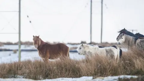 Wales News Service Horses in the snow