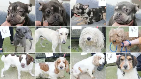 Suffolk Police Twelve of the dogs found by police at West Meadows, Ipswich