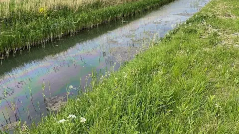 Cleethorpes Wildlife Rescue Middle Drain