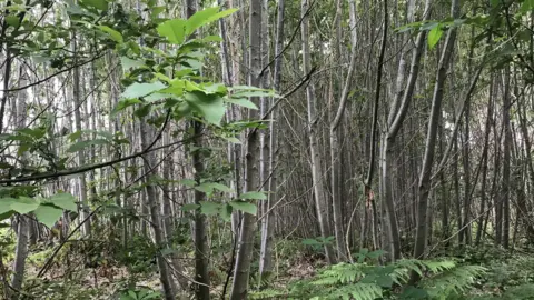Woodland Trust Oaken Wood