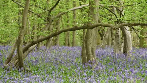 Frieda Rummenhohl Astonbury Wood, showing a large number of big trees, with green foliage on them, and a blanket of bluebells beneath them. 