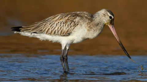 A black-tailed godwit stands in water. It has long thin black legs, light brown feathers and a long pink and black beak.

