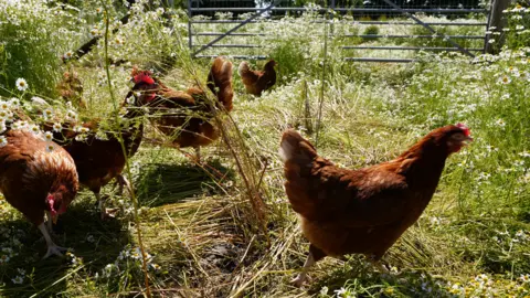 Hens at the farm