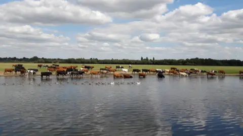 Damian Todd Port Meadow, Oxford
