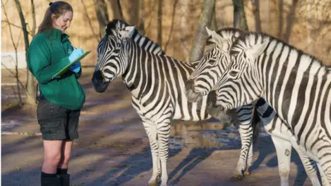 London Zoo Chapman's zebras