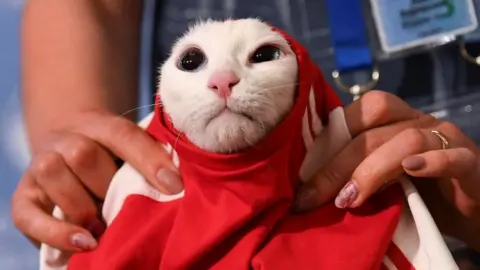 A football top is put on a cat