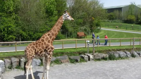 Geograph/Gareth James  A giraffe at Folly Farm