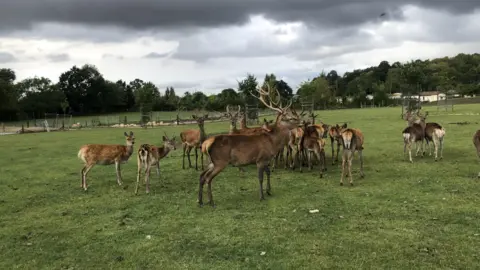 John Devine/BBC Herd of deer underneath a stormy sky