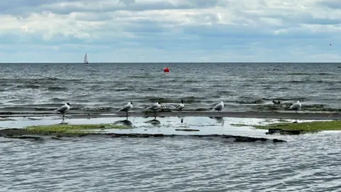 Seabirds stand on algae at Lough Neagh as a sailing boat is visible in the background