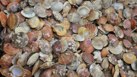 EPA King scallops