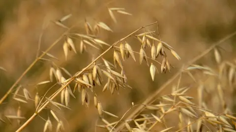 Geograph/Mike Pennington oats growing