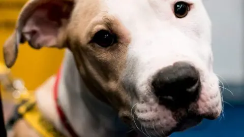 Assisi Animal Sanctuary Puppy Doris