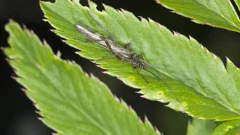 Getty Images Stonefly sitting on a lead