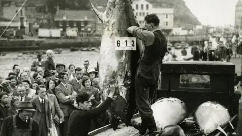 Scarborough Museums Trust A crowd gathers as Bluefin tuna are being hauled ashore in Scarborough in August 1949