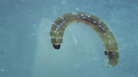 BBC Eretmoptera murphyi