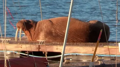 Richard Hopwood The walrus basks in the sun on a pontoon