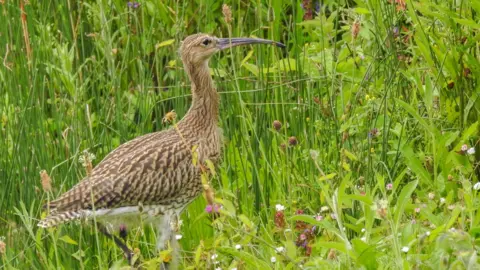 Wildfowl and Wetlands Trust An adult Curlew, recognisable by its' large bill, in the grass