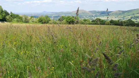 NAtional Trust Meadow