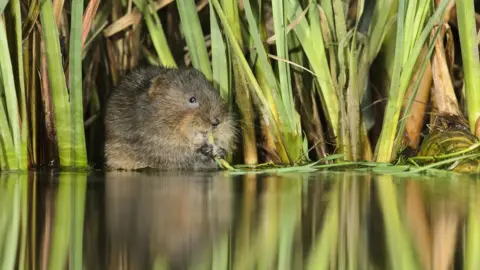 Terry Whittaker 2020VISION Water Vole at Woodhall Estate