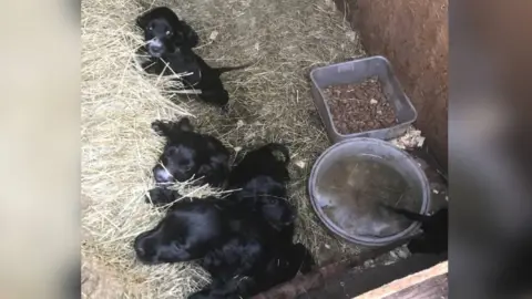 RSPCA Dogs in a shipping container