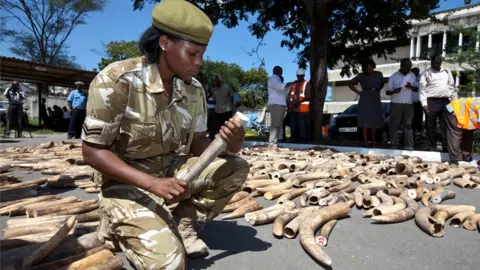 Getty Images Seizing ivory horns originating in Uganda