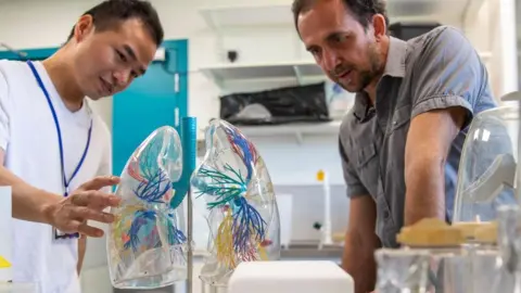 Lloyd Mann Dr Daniel Munoz-Espin (right) looking at a plastic model of lungs with a colleague