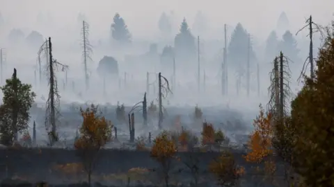 Reuters A forest after a fire, with many trees only having their trunks remaining and smoke rising from the ground.