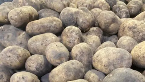 A large number of potatoes covered in soil and mud - these are Sagitta variety