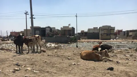 Laith Al-Rubaiy Cows bathe in the sun among rubbish and sand