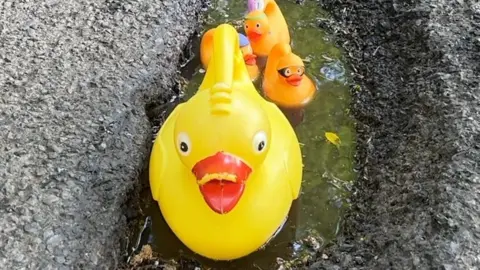 Rubber ducks in a pothole