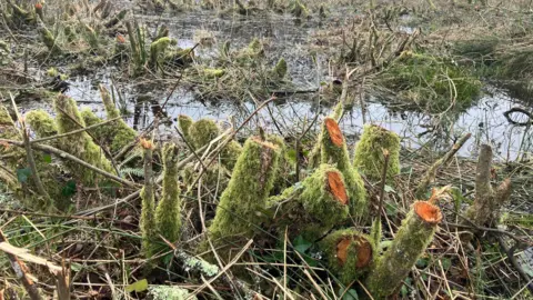 Stumps of willow trees emerge from a wet area of moorland. The trucks have been cut back close to ground level.  There are areas of boggy land in the background. 