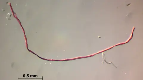 SAMS Piece of microplastic