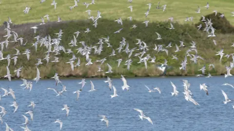 NAtional Trust Anglesey-Cemlyn Bay