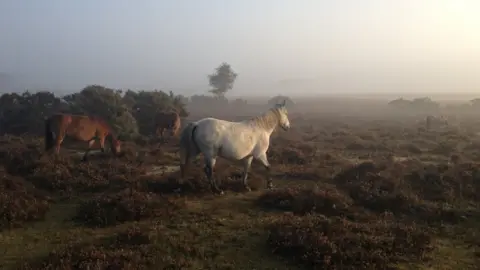 BBC The New Forest generic