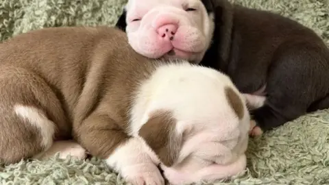 RSPCA A close up image of two bulldog cross puppies asleep on a blanket.
