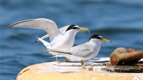 Angela Thomas Little Tern