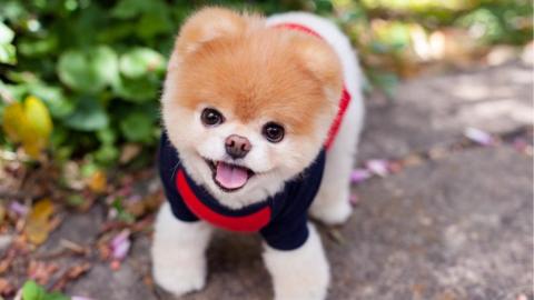 heartbreak pomeranian dis wia