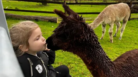 Willowbank Farm Four-year-old girl, giving a kiss to an alpaca in a field