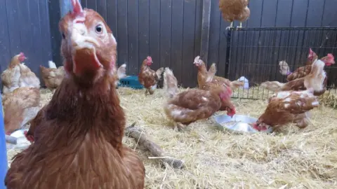 Margaret Green Animal Rescue Hens at Margaret Green Animal Rescue Centre