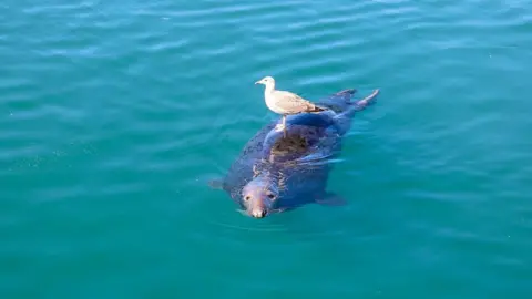 BBC Weather Watcher Cfeenan1 Seal and a seagull in Ardglass