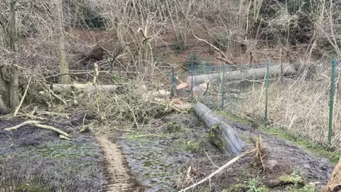 Andrew Woodger/BBC Chopped up tree at Jimmy's Farm, Wherstead, Suffolk