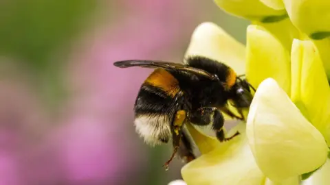 Getty Images A bee