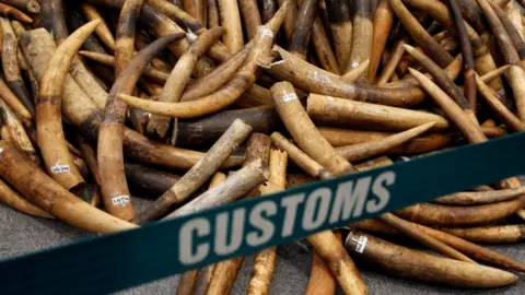 Reuters Ivory tusks seized by Hong Kong Customs are displayed at a July 2017 news conference