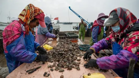 Joyce Liu/BBC Chinese labourers working with shellfish