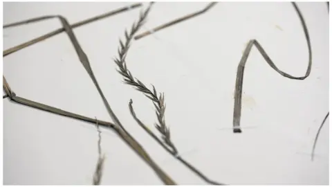 BBC/Tony Jolliffe Sample of wheat at Natural History Museum