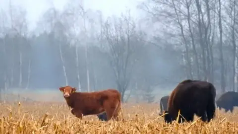 Adam Zbyryt Cow among wild bison, Poland, November 2017