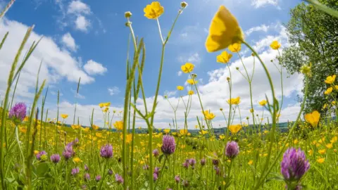 Getty Images Meadow is now rare in the UK